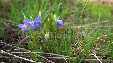 林紫罗兰在春风轻拂下，在嫩绿的草地上微微颤动。